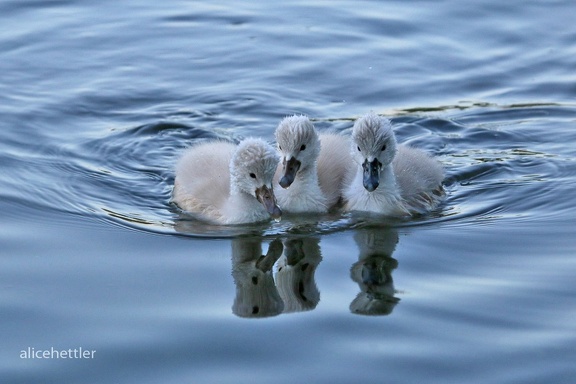 Höckerschwan (Cygnus olor)